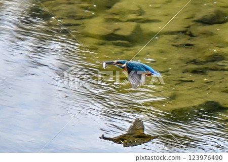 [生物] 藍色的鳥：翠鳥。它快速起飛，瞬間捕獲獵物並返回。它是一隻可愛又美麗的小鳥。 123976490