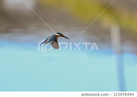 [生物] 藍色的鳥：翠鳥。它快速起飛，瞬間捕獲獵物並返回。它是一隻可愛又美麗的小鳥。 123976494
