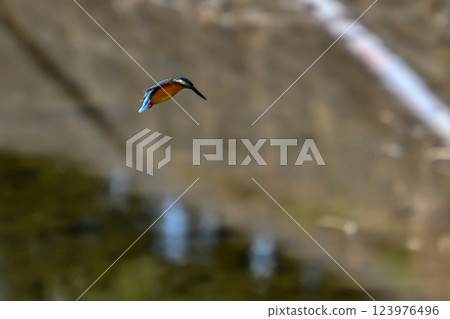 [生物] 藍色的鳥：翠鳥。它快速起飛，瞬間捕獲獵物並返回。它是一隻可愛又美麗的小鳥。 123976496