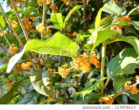 Autumn Flower Kinmokusei Autumn Flower Kinmokusei 123976623