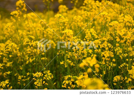 Nanohana field in full bloom 123976633