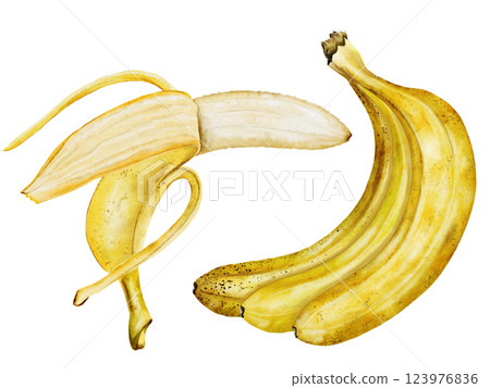 Banana set watercolor. Hand drawn ripe tropical fruit. Clip art isolated on white background realistic exotic plant. Ideal for designing menus, price tags, labels and packaging of natural cosmetics 123976836