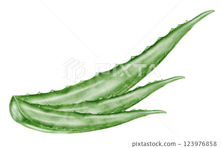 Aloe vera plant watercolor. Green leaf of the white background. Clip art botanical. Ideal for packaging cosmetics, posters of cosmetic clinics. Botanical succulent aloe. 123976858