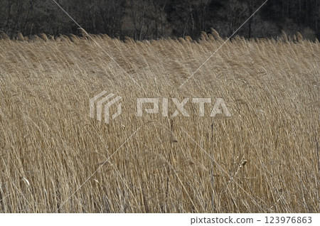 Winter moor Winter moor 123976863