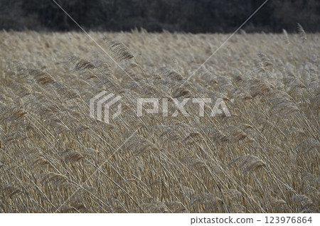 Winter moor Winter moor 123976864