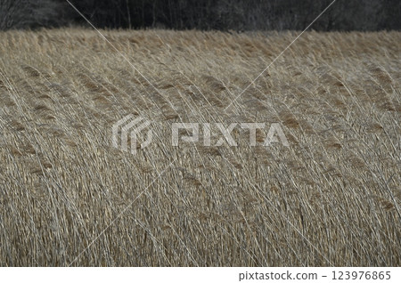 Winter moor Winter moor 123976865