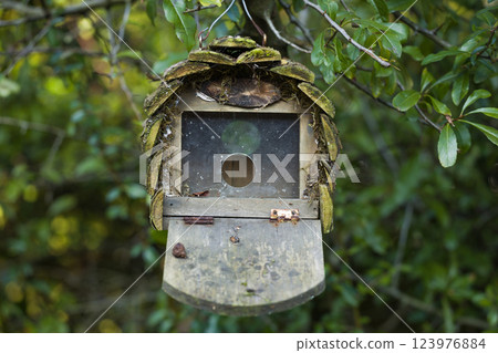 Abandoned Birdhouse in the Woods 123976884