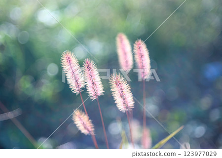 綠色的狐尾草穗在秋天的陽光下閃閃發光 綠色的狐尾草穗在秋天的陽光下閃閃發光 123977029