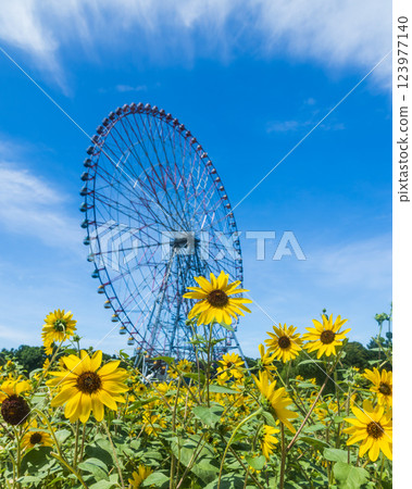 Sunflowers and Ferris wheel at Kasai Rinkai Park Sunflowers and Ferris wheel at Kasai Rinkai Park 123977140