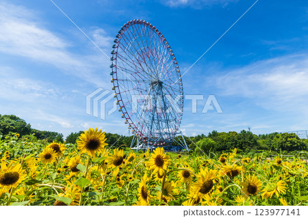 Sunflowers and Ferris wheel at Kasai Rinkai Park Sunflowers and Ferris wheel at Kasai Rinkai Park 123977141