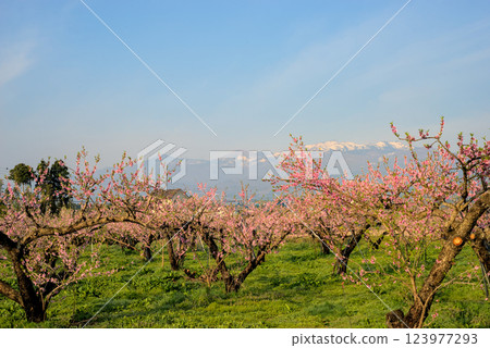 “桃花與吾妻山脈 “桃花與吾妻山脈 123977293