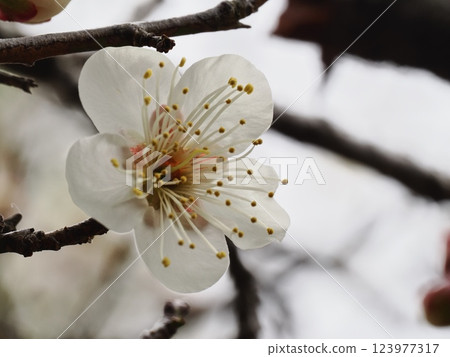 Plum blossoms telling the arrival of spring Plum blossoms telling the arrival of spring 123977317