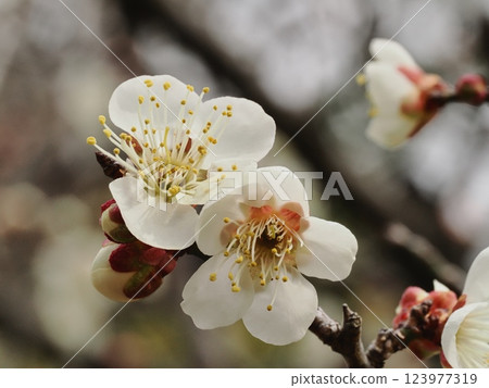 梅花告訴春天的到來 123977319