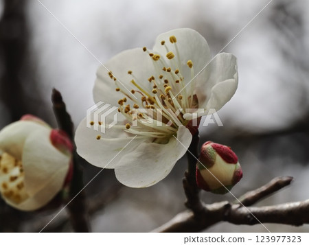 Plum blossoms telling the arrival of spring Plum blossoms telling the arrival of spring 123977323