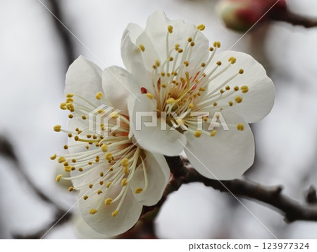 Plum blossoms telling the arrival of spring Plum blossoms telling the arrival of spring 123977324