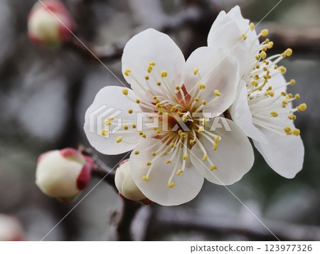 梅花告訴春天的到來 123977326