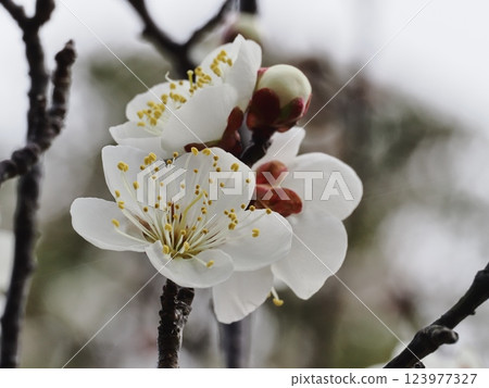 Plum blossoms telling the arrival of spring 123977327