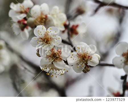 Plum blossoms telling the arrival of spring Plum blossoms telling the arrival of spring 123977329