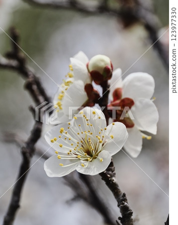 梅花告訴春天的到來 123977330