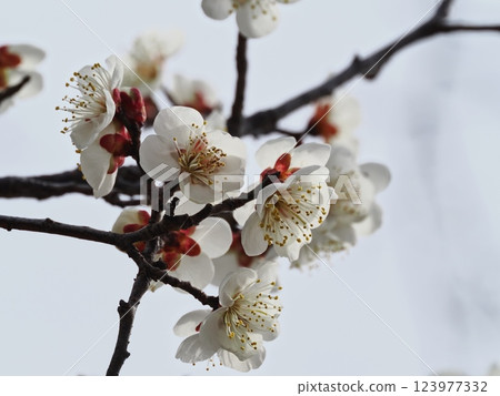 梅花告訴春天的到來 123977332