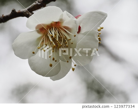 Plum blossoms telling the arrival of spring Plum blossoms telling the arrival of spring 123977334
