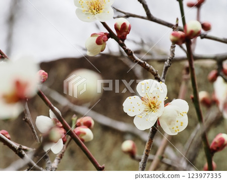 Plum blossoms telling the arrival of spring Plum blossoms telling the arrival of spring 123977335