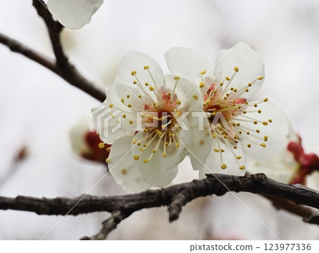 梅花告訴春天的到來 123977336