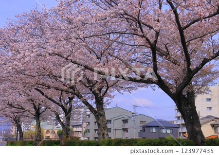 天神川散步道（兵庫縣尼崎市）櫻花盛開 123977435