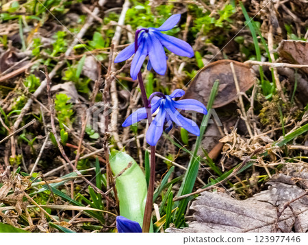 Scilla siberica first spring flowers grow in garden Scilla siberica first spring flowers grow in garden 123977446