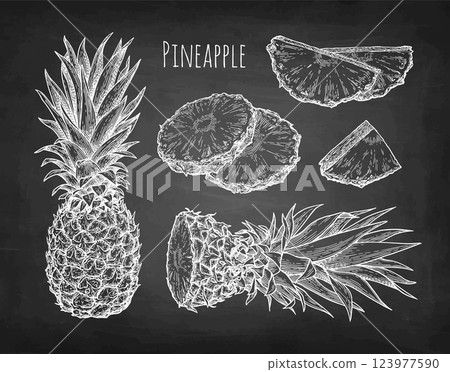 Pineapple chalk sketches 123977590