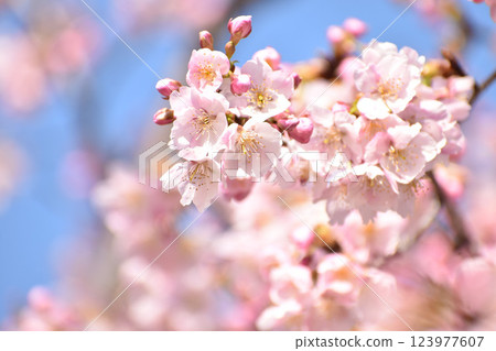 The bright pink Tairyozakura cherry blossoms 123977607