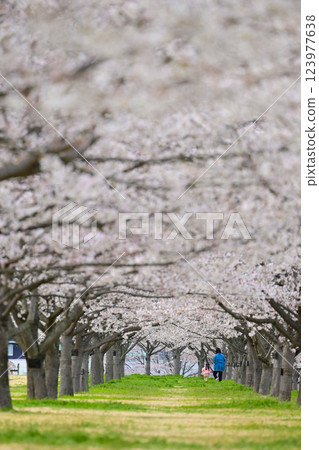 A girl and her mother picking flowers in a cherry blossom tunnel 123977638