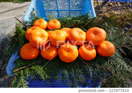 A day in the life of a farmer delivering the bounty of nature 123977810