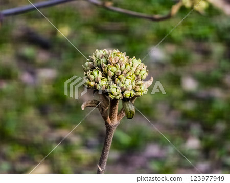 Flower buds of Viburnum rhytidophyllum in early spring in the garden. Blurred background. Flower buds of Viburnum rhytidophyllum in early spring in the garden. Blurred background. 123977949