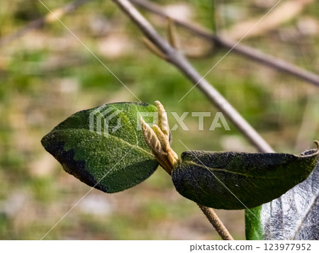 Buds of Viburnum rhytidophyllum viburnum in early spring in the garden. Blurred background. 123977952