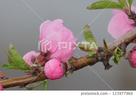 可愛的粉紅色桃花蕾 可愛的粉紅色桃花蕾 123977968