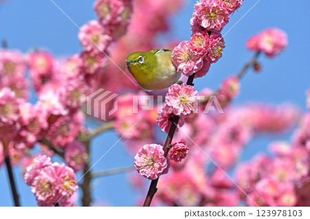 A white-eye on a red plum blossom in full bloom (spring image) (heartwarming image) 123978103