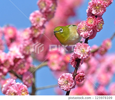 紅梅和白眼花盛開（春天的形象）（溫馨的形象） 123978109