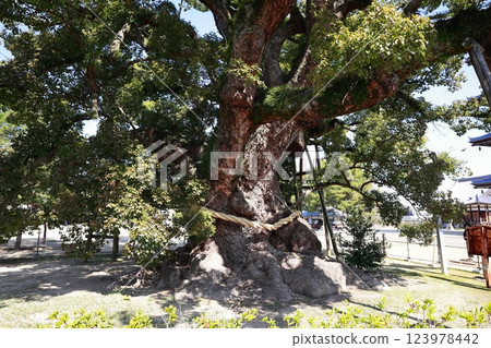 善通寺境內的大楠（香川縣、四國參拜） 123978442