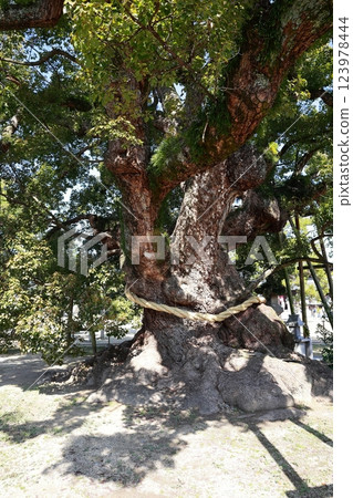 善通寺境內的大楠(香川縣、四國參拜) 善通寺境內的大楠(香川縣、四國參拜) 123978444