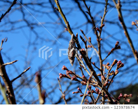 Bagworm hanging from a cherry blossom branch Bagworm hanging from a cherry blossom branch 123978674