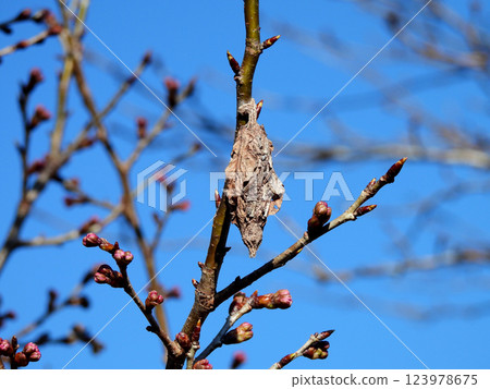 Bagworm hanging from a cherry blossom branch Bagworm hanging from a cherry blossom branch 123978675