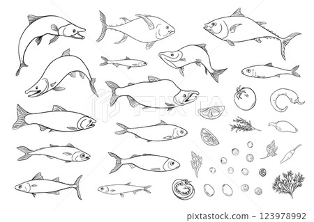 Variety sea fish set sardine, anchovy monochrome vector illustration hand drawn. Herring, flounder, mackerel black white drawing. Fishes and herbs, vegetables clipart graphic linear style for prints. Variety sea fish set sardine, anchovy monochrome vector illustration hand drawn. Herring, flounder, mackerel black white drawing. Fishes and herbs, vegetables clipart graphic linear style for prints. 123978992