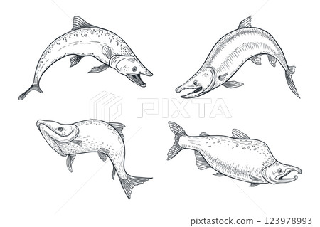 Trout black white vector illustration. Salmon monochrome sketch hand drawn. Nerka sea fish painted engraving art. Sockeye drawing in graphic. Variety fish set for package, label, sign board. 123978993