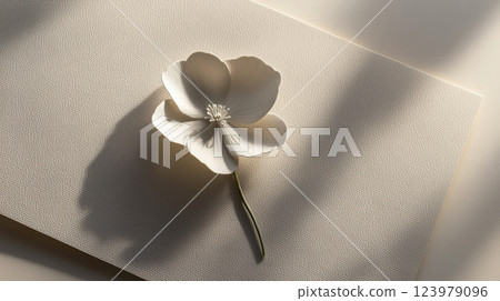 delicate white flower rests on textured paper, bathed in soft natural light 123979096