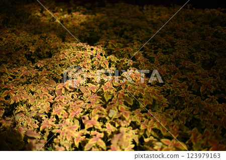 周圍都是彩葉 周圍都是彩葉 123979163