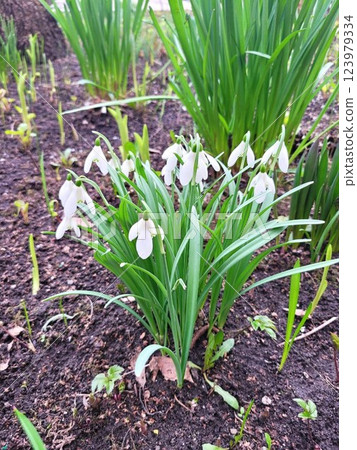 Snowdrop spring white flowers. Fresh Snow drop flower one of spring symbols, spring come. March flowers closeup photography. Snowdrop growing in garden on the ground. Snowdrop spring white flowers. Fresh Snow drop flower one of spring symbols, spring come. March flowers closeup photography. Snowdrop growing in garden on the ground. 123979334