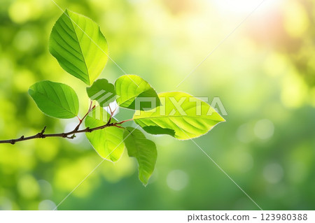 Branch with green leaves in sunlight, bokeh effect. Summer background. Ai generated 123980388