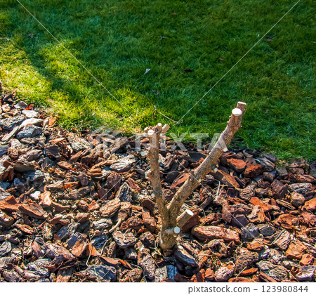 Close-up of pruned branches of Hibiscus syriacus in early spring in a garden against a background of fallen leaves. Close-up of pruned branches of Hibiscus syriacus in early spring in a garden against a background of fallen leaves. 123980844