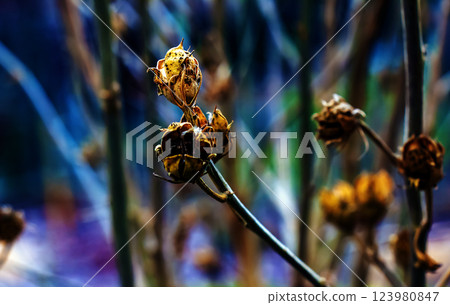 Close-up of Hibiscus syriacus in early spring. A species of flowering plant in Malvaceae family 123980847